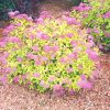 Goldmound Spirea #2 - Image 3